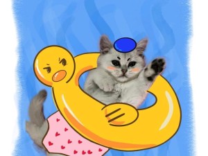 如何训练猫猫游泳？（掌握游泳技巧让你的猫咪享受水上乐趣）